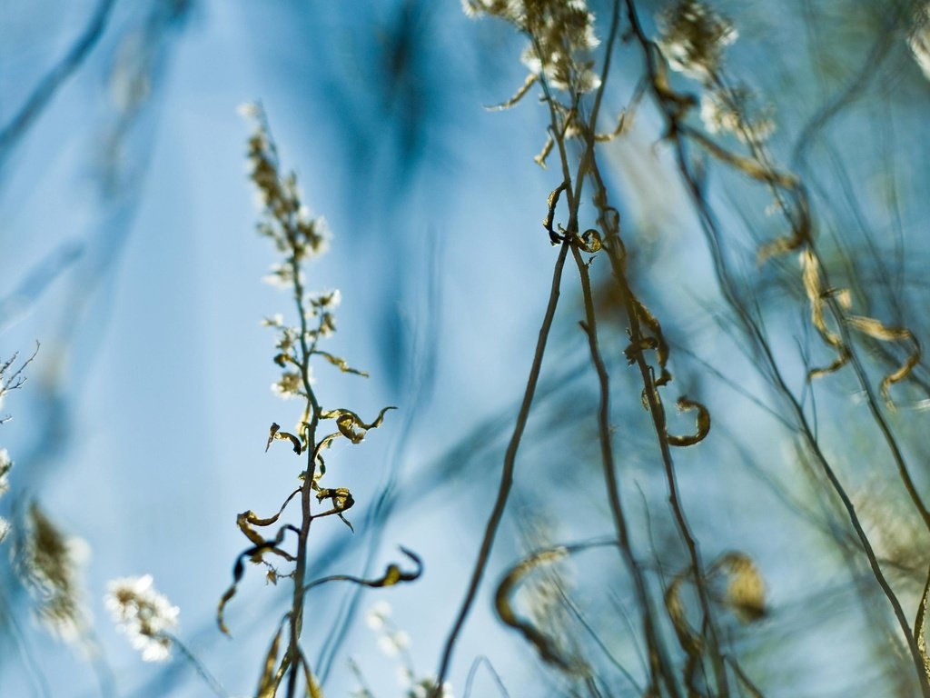 Обои трава, листья, стебель, grass, leaves, stem разрешение 2560x1861 Загрузить