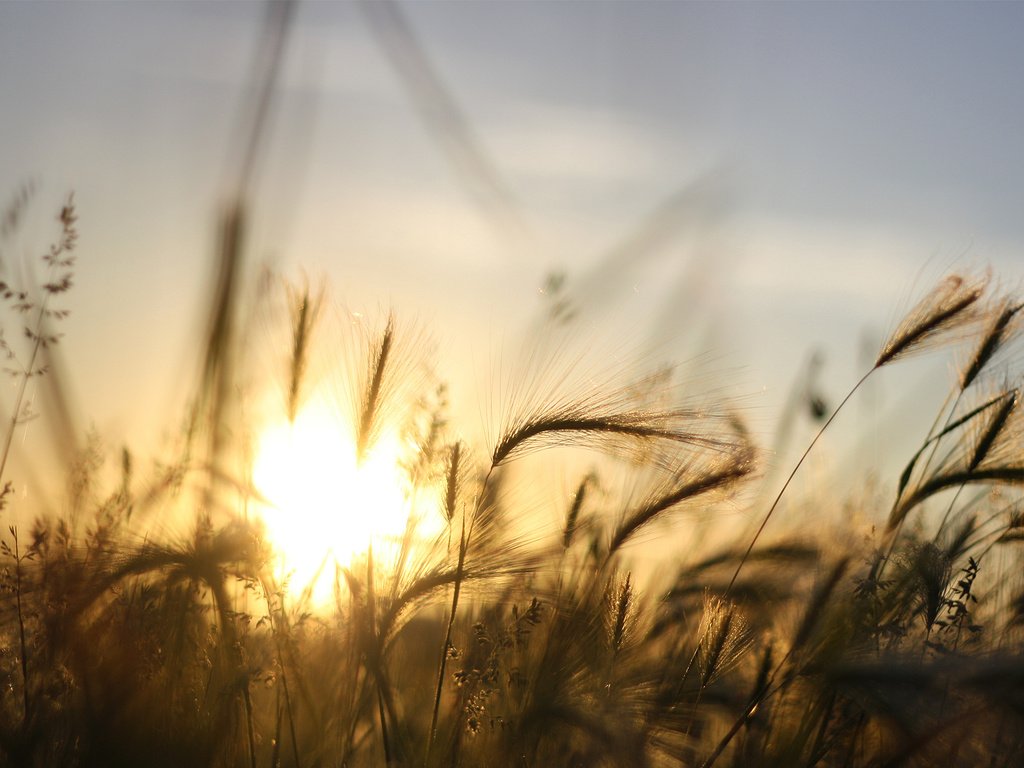 Обои небо, трава, солнце, закат, лучи, ячмень, the sky, grass, the sun, sunset, rays, barley разрешение 1920x1200 Загрузить