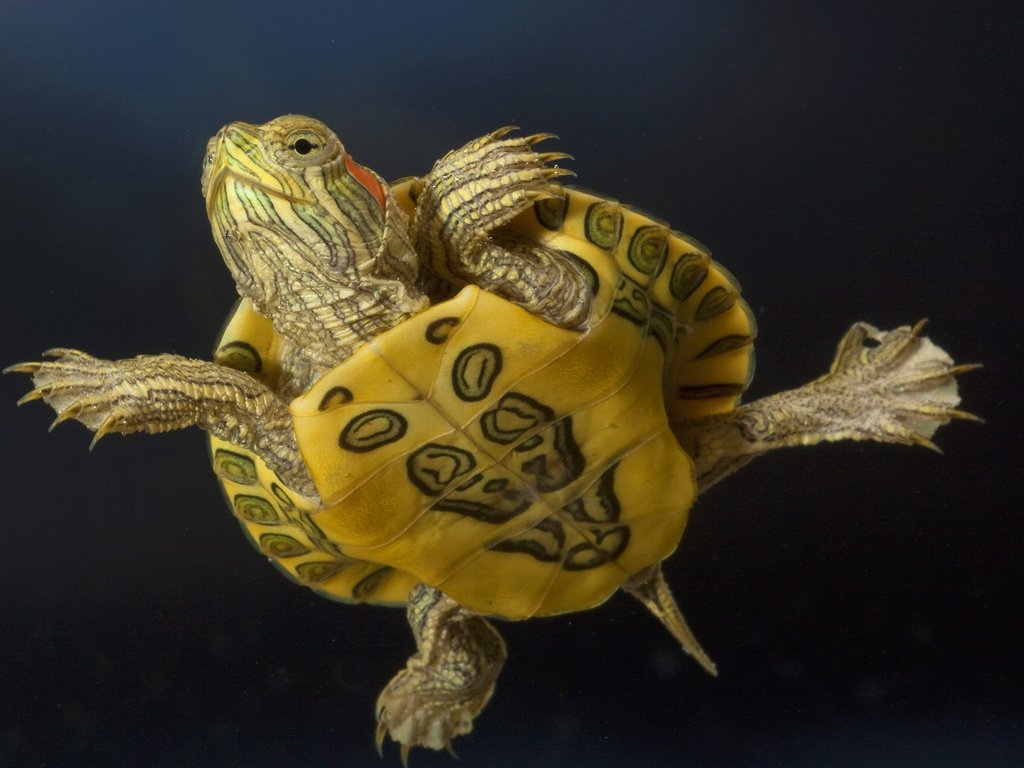 Обои макро, животные, черепаха, красноухая черепаха, macro, animals, turtle разрешение 1920x1080 Загрузить