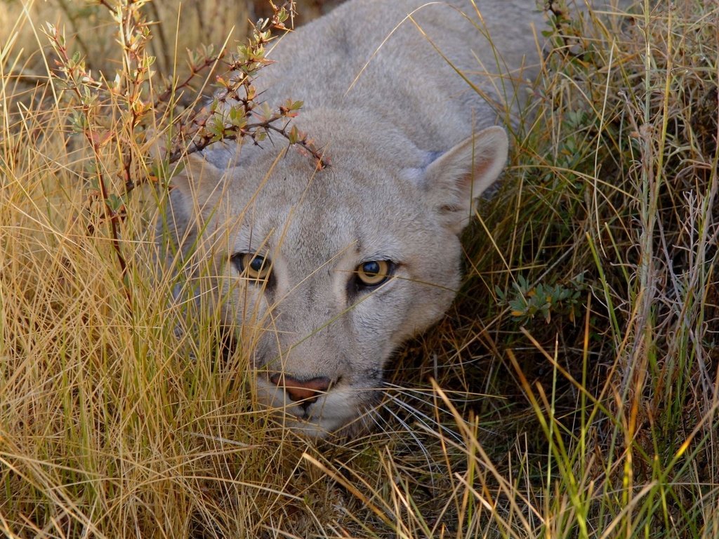 Обои морда, трава, взгляд, пума, face, grass, look, puma разрешение 1920x1200 Загрузить