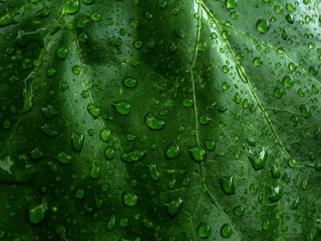 Обои природа, зелёный, макро, капли, лист, капли воды, nature, green, macro, drops, sheet, water drops разрешение 1920x1200 Загрузить