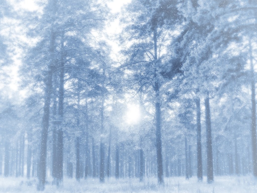 Обои деревья, снег, лес, зима, иней, сосны, просвет, морозно, trees, snow, forest, winter, frost, pine, clearance, frosty разрешение 2560x1600 Загрузить