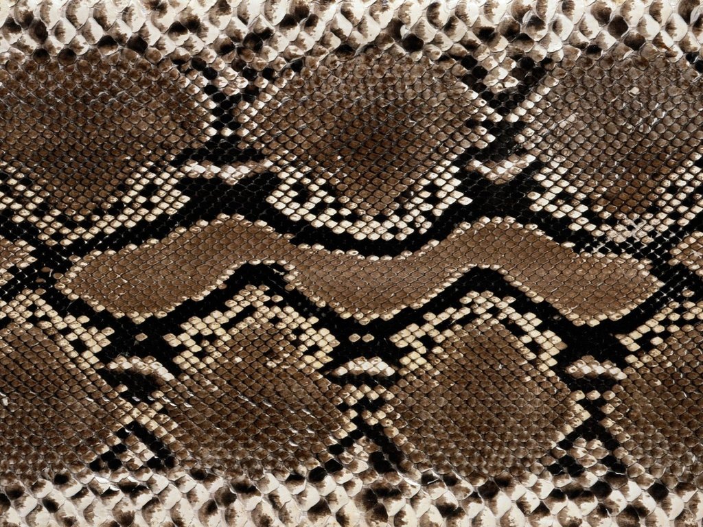 Обои кожа, змеи, расцветка, етекстура, змеиная кожа, leather, snakes, colors, texture, snakeskin разрешение 2560x1600 Загрузить