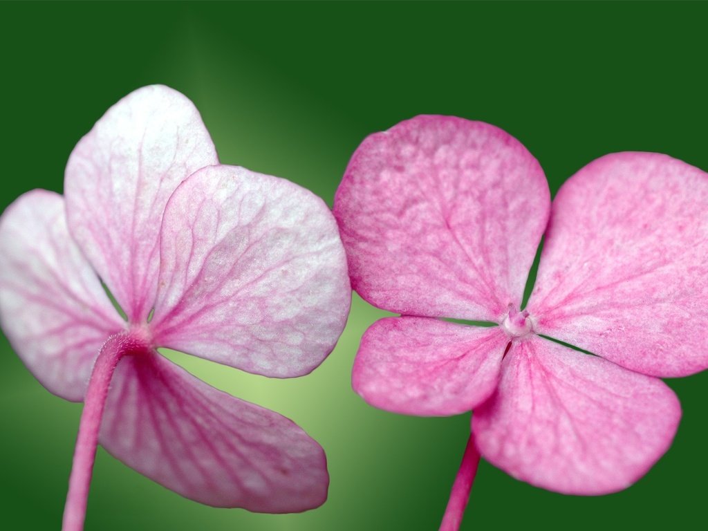 Обои зелёный, лепестки, розовый, green, petals, pink разрешение 1920x1200 Загрузить
