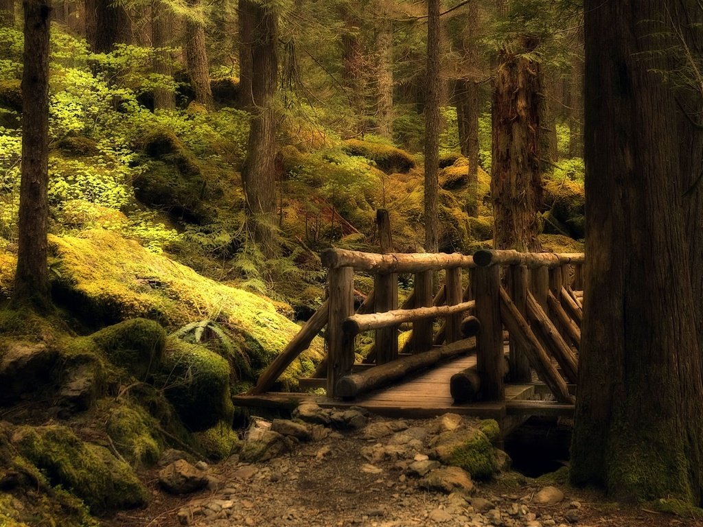 Обои лес, мост, тропа, forest, bridge, trail разрешение 2560x1600 Загрузить