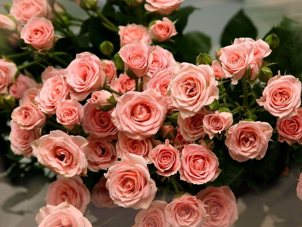 Обои розы, лепестки, букет, roses, petals, bouquet разрешение 2560x1600 Загрузить