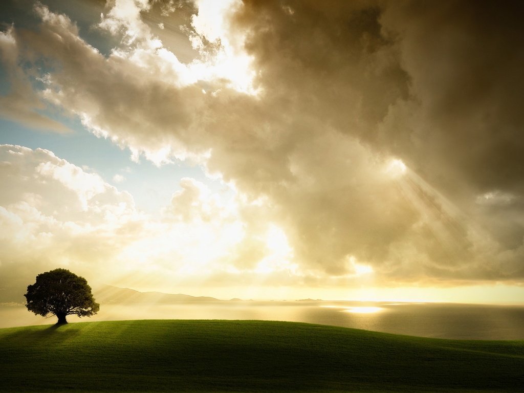 Обои свет, облака, дерево, light, clouds, tree разрешение 2560x1600 Загрузить