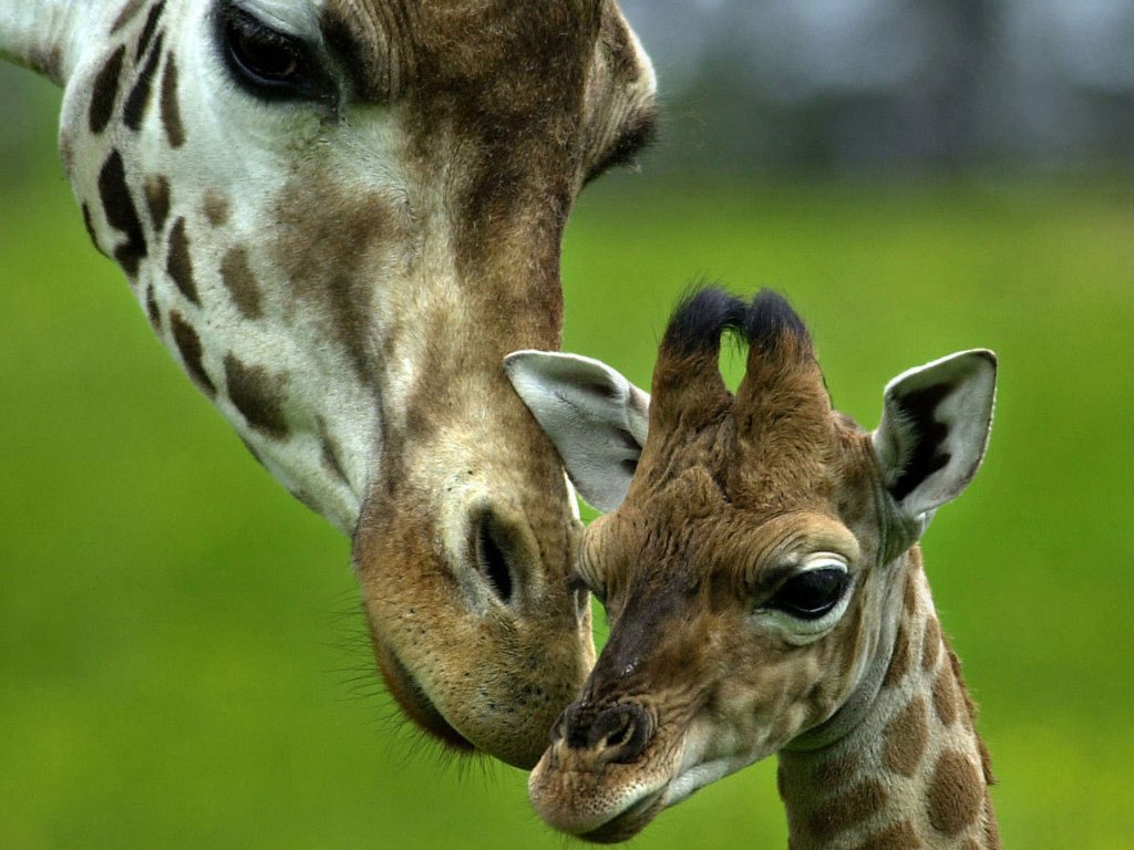 Обои любовь, нежность, мама, забота, малыш, жираф, love, tenderness, mom, care, baby, giraffe разрешение 1920x1080 Загрузить