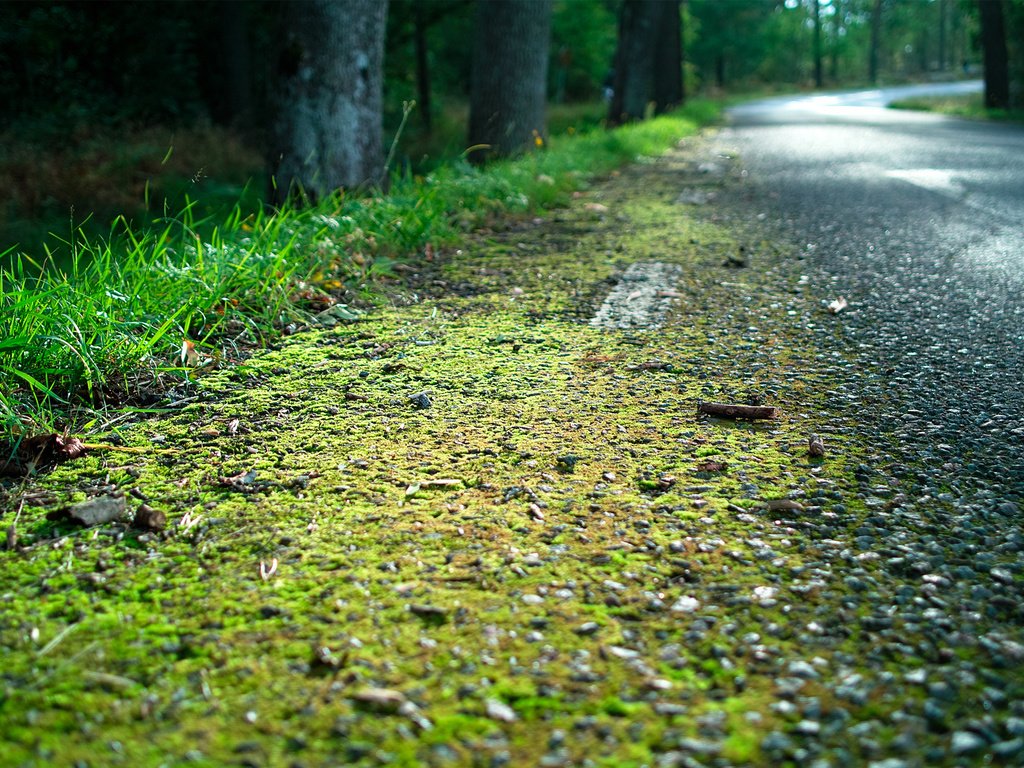 Обои дорога, трава, лес, мох, обочина, road, grass, forest, moss, roadside разрешение 1920x1200 Загрузить