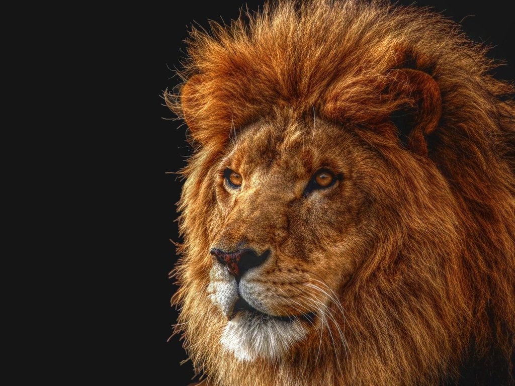 Обои морда, царь, лев, face, king, leo разрешение 1920x1200 Загрузить