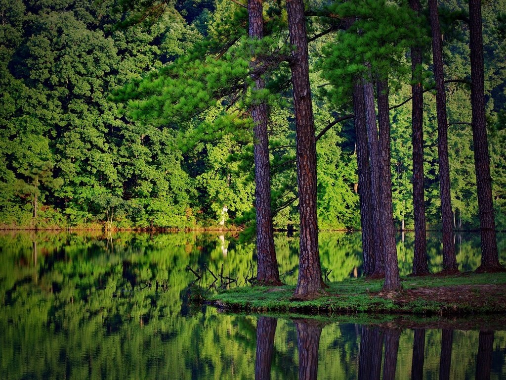 Обои деревья, река, природа, лес, ели, отражение в воде, trees, river, nature, forest, ate, the reflection in the water разрешение 2560x1600 Загрузить