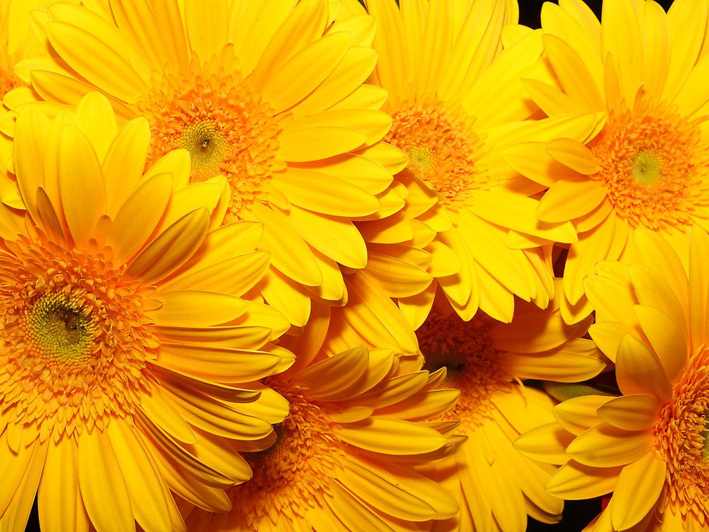 Обои цветы, фон, желтые, очень, flowers, background, yellow, very разрешение 1920x1200 Загрузить