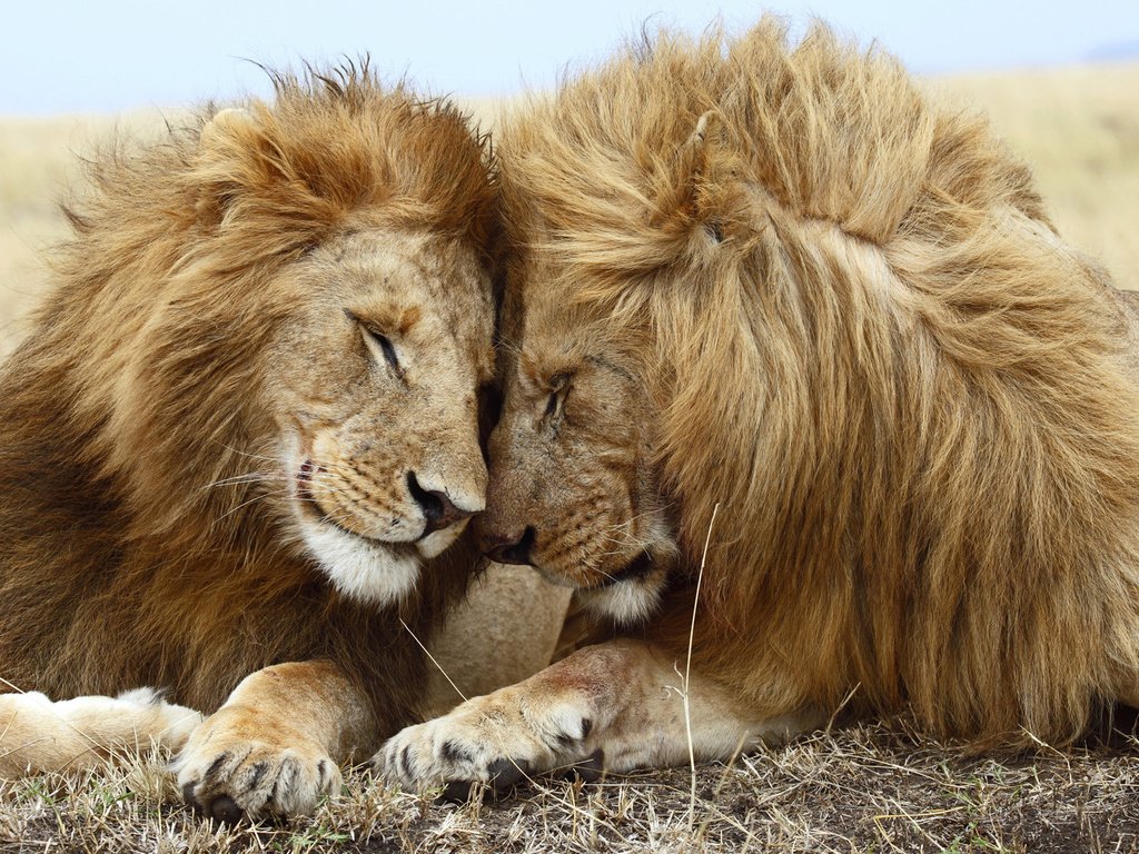Обои любовь, львы, лев, хищники, львица, love, lions, leo, predators, lioness разрешение 1920x1080 Загрузить