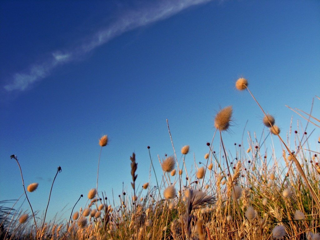 Обои небо, поле, жизнь, the sky, field, life разрешение 2048x1536 Загрузить