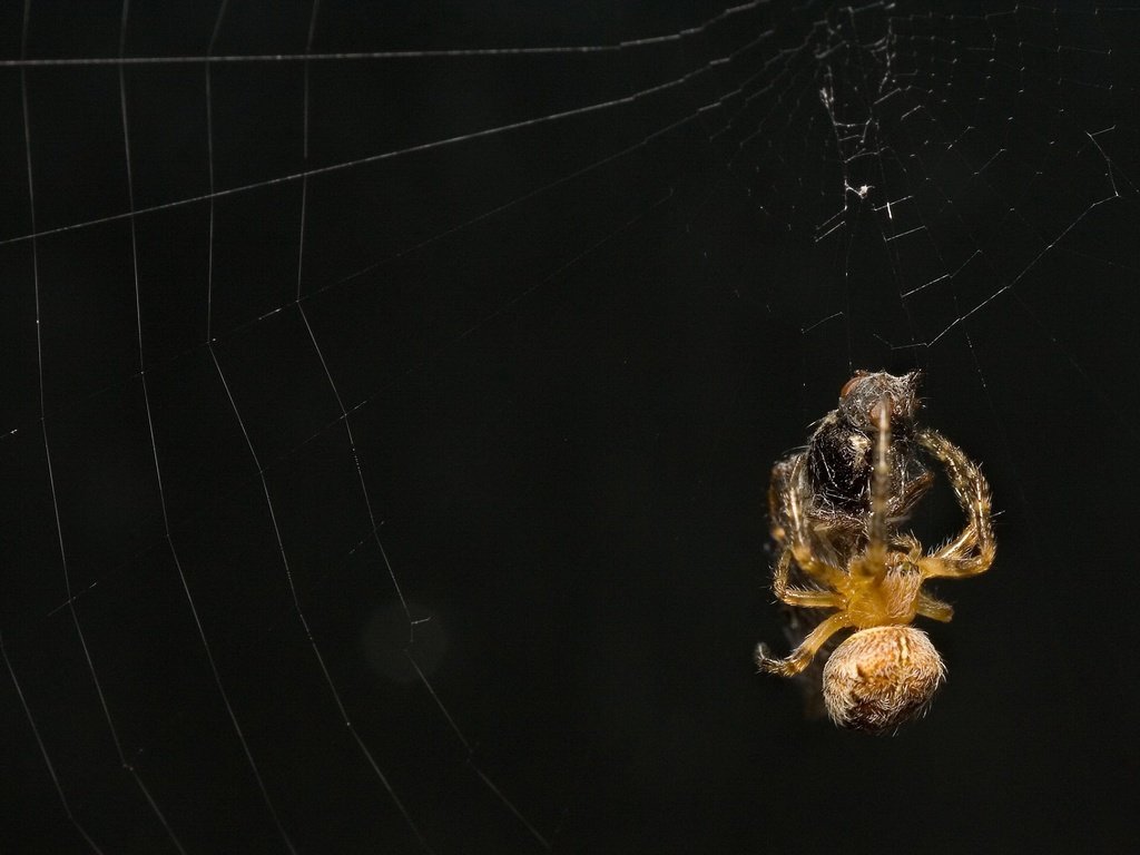 Обои черный фон, жертва, паук, паутина, black background, the victim, spider, web разрешение 1920x1440 Загрузить