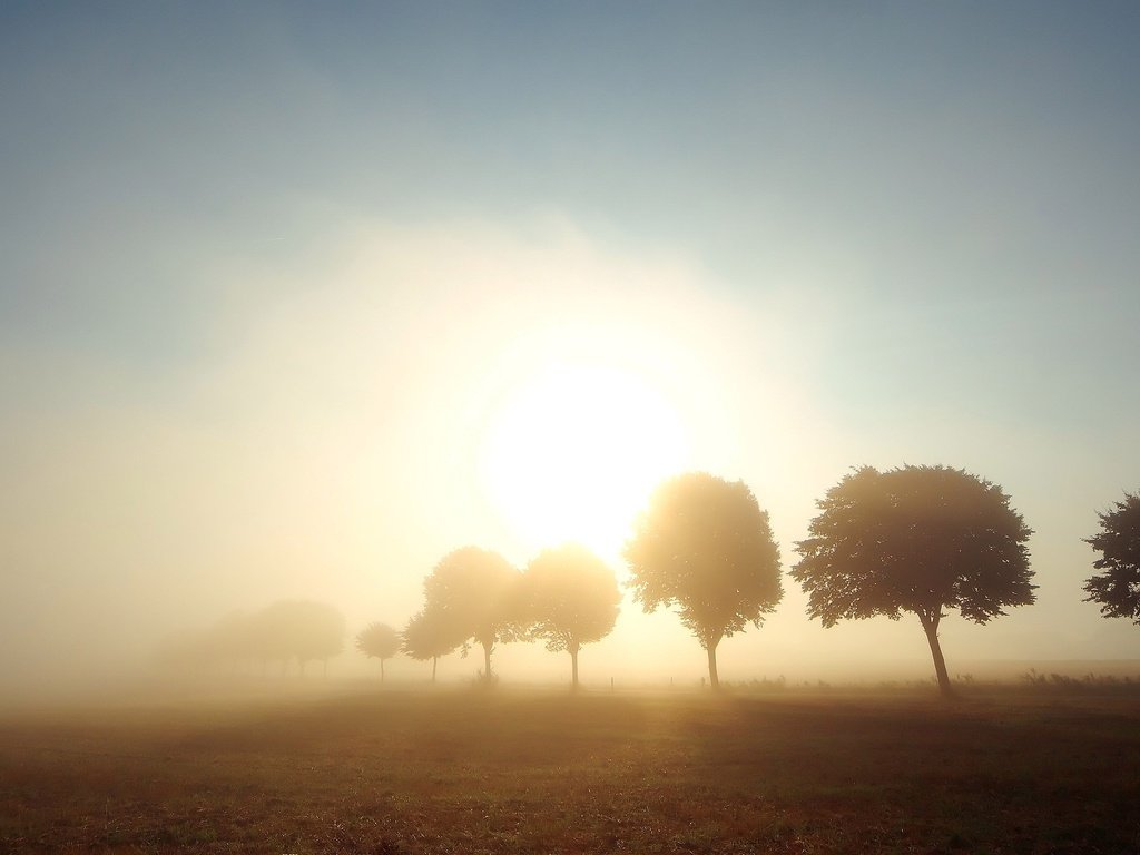 Обои деревья, солнце, туман, поле, trees, the sun, fog, field разрешение 2560x1600 Загрузить