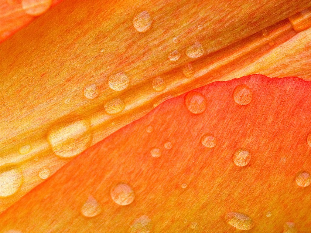 Обои макро, роса, лепестки, macro, rosa, petals разрешение 1920x1200 Загрузить