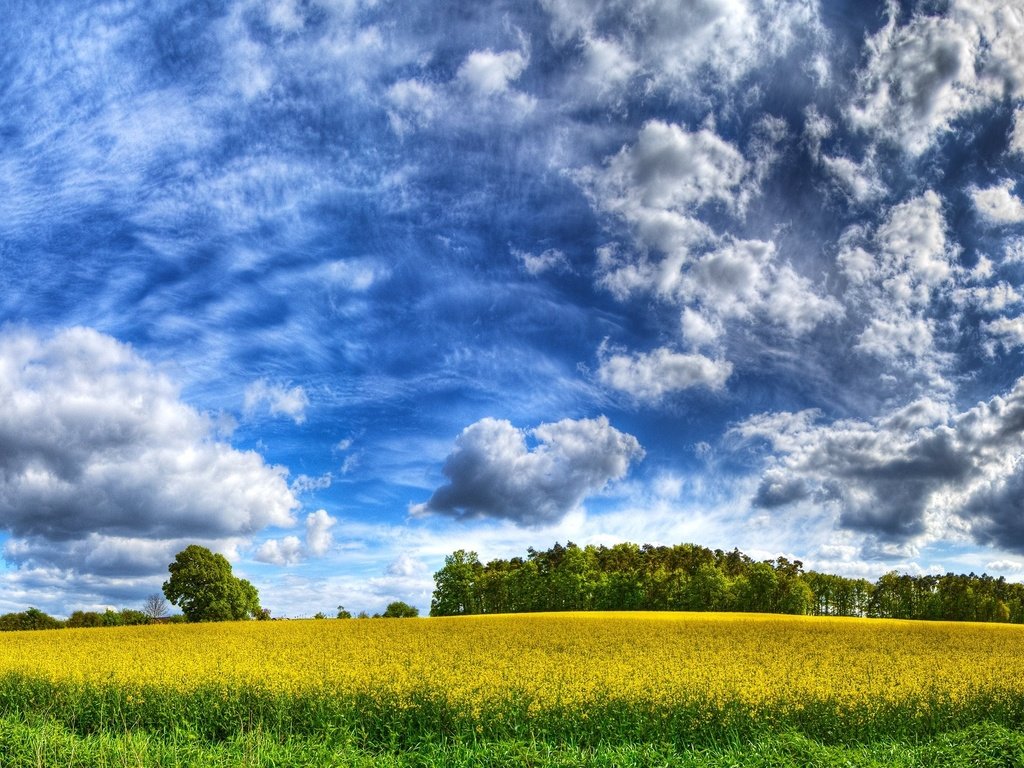 Обои небо, облака, желтый, поле, the sky, clouds, yellow, field разрешение 2560x1600 Загрузить