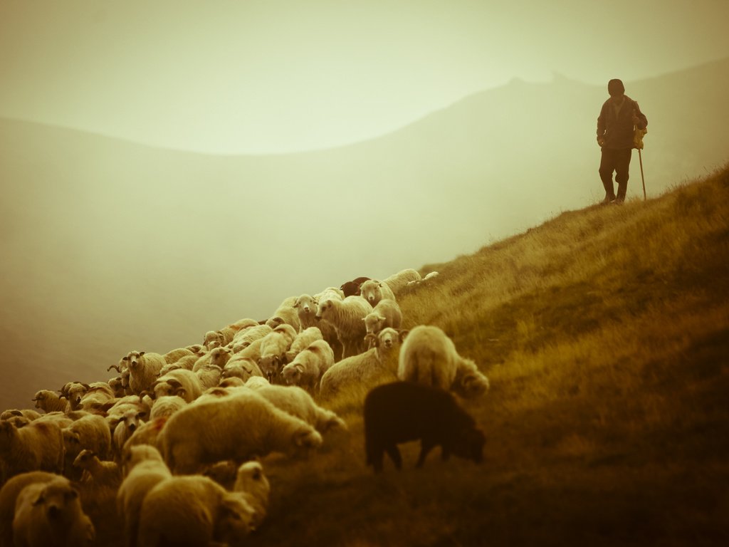 Обои горы, пастух, фото, животные, пейзажи, красота, овцы, овчарка, овечки, пастырь, mountains, photo, animals, landscapes, beauty, sheep, shepherd разрешение 2560x1600 Загрузить