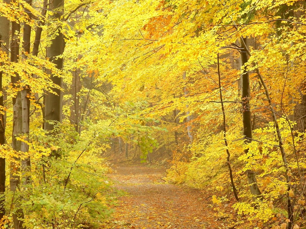Обои лес, листья, осень, forest, leaves, autumn разрешение 1920x1080 Загрузить