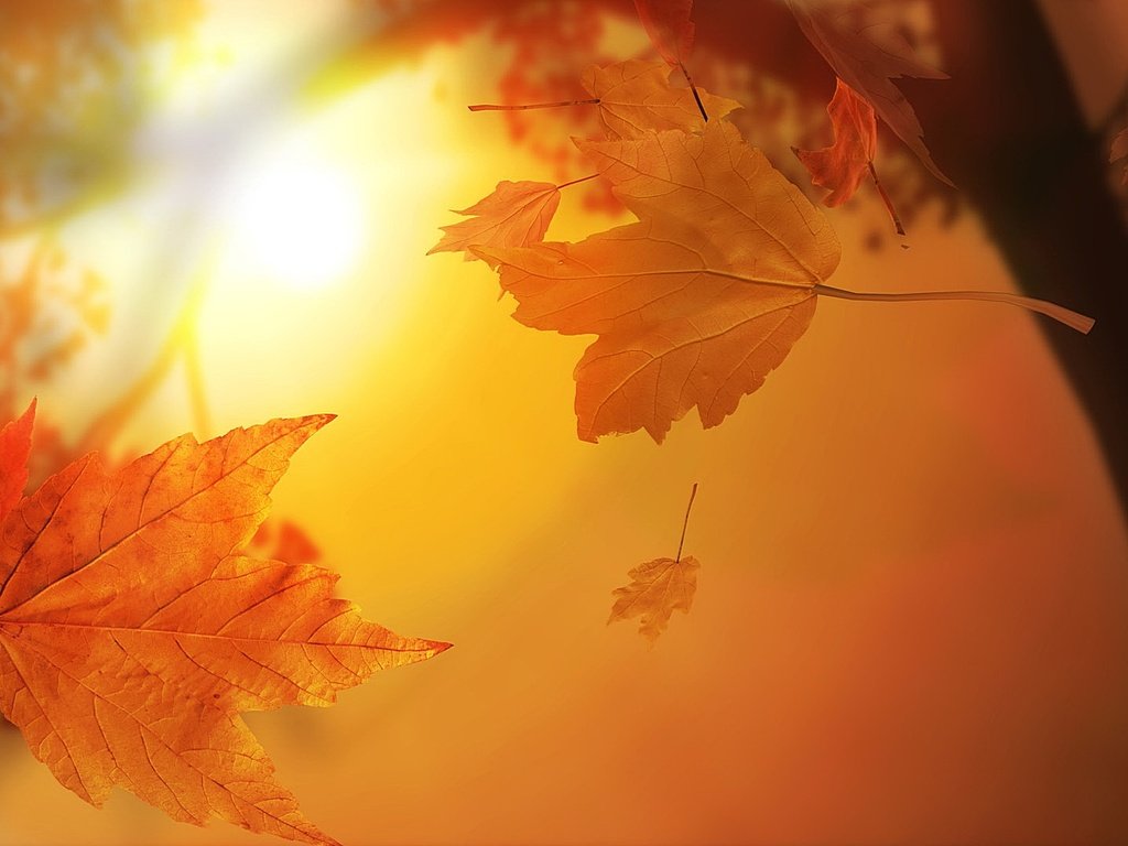 Обои солнце, листья, листва, кленовый лист, the sun, leaves, foliage, maple leaf разрешение 1920x1080 Загрузить
