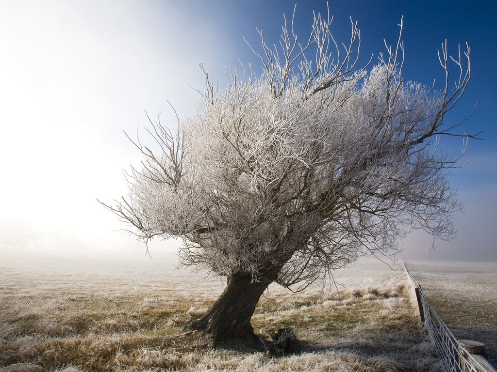 Обои небо, снег, дерево, зима, пейзаж, иней, забор, the sky, snow, tree, winter, landscape, frost, the fence разрешение 1920x1200 Загрузить