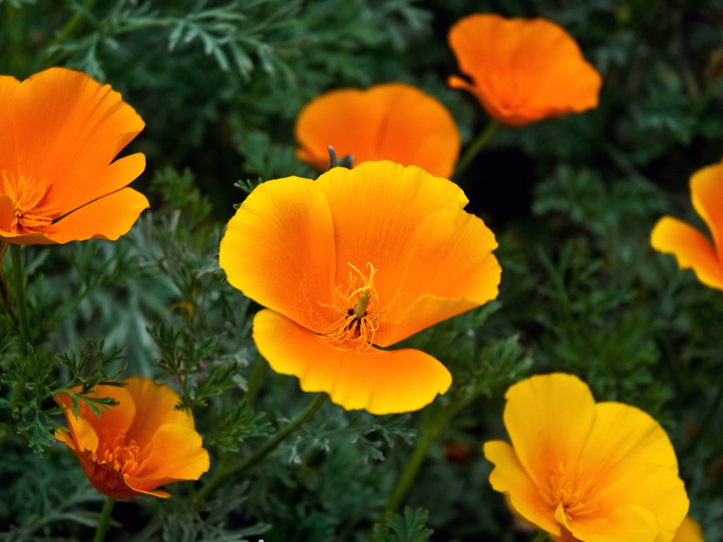 Обои цветы, эшшольция, калифорнийский мак, flowers, escholzia, california poppy разрешение 1920x1080 Загрузить