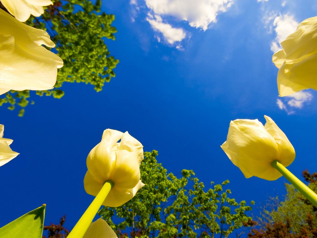 Обои небо, цветы, облака, деревья, тюльпаны, солнечно, the sky, flowers, clouds, trees, tulips, sunny разрешение 1920x1080 Загрузить