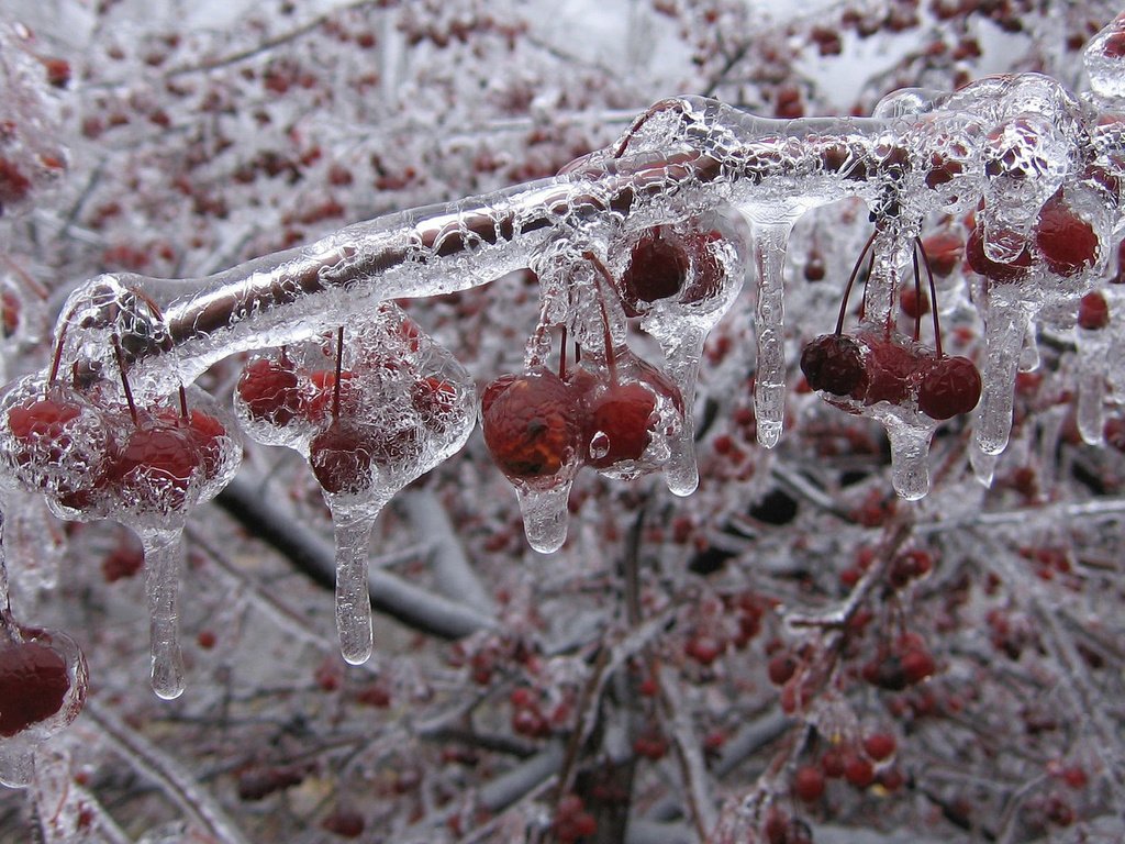 Обои лёд, яблочки, ранетки, ice, apples, ranetki разрешение 1920x1200 Загрузить