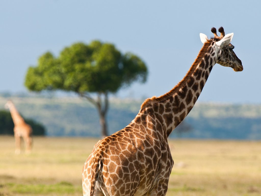 Обои пятна, жираф, саванна, шея, spot, giraffe, savannah, neck разрешение 2560x1600 Загрузить