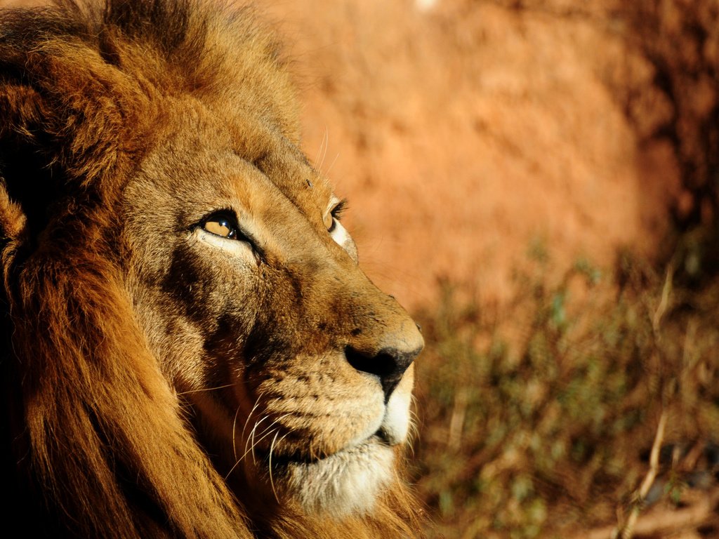 Обои взгляд, хищник, большая кошка, лев, грива, царь зверей, look, predator, big cat, leo, mane, the king of beasts разрешение 2560x1920 Загрузить