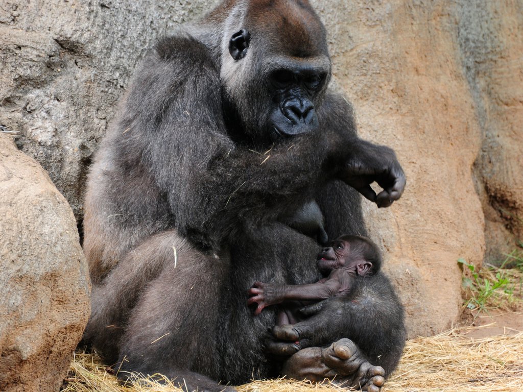 Обои забота, детеныш, горилла, обезьяны, кормление, care, cub, gorilla, monkey, feeding разрешение 2560x1920 Загрузить