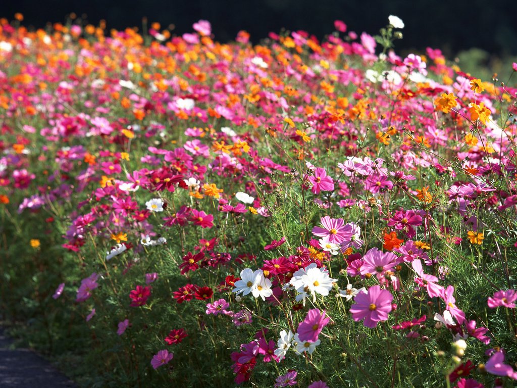 Обои цветы, клумба, космея, flowers, flowerbed, kosmeya разрешение 1920x1200 Загрузить