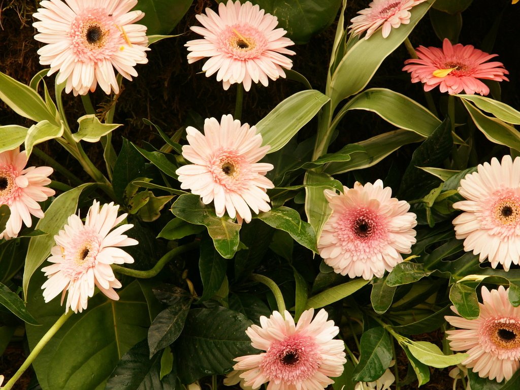 Обои цветы, листья, герберы, flowers, leaves, gerbera разрешение 1920x1200 Загрузить