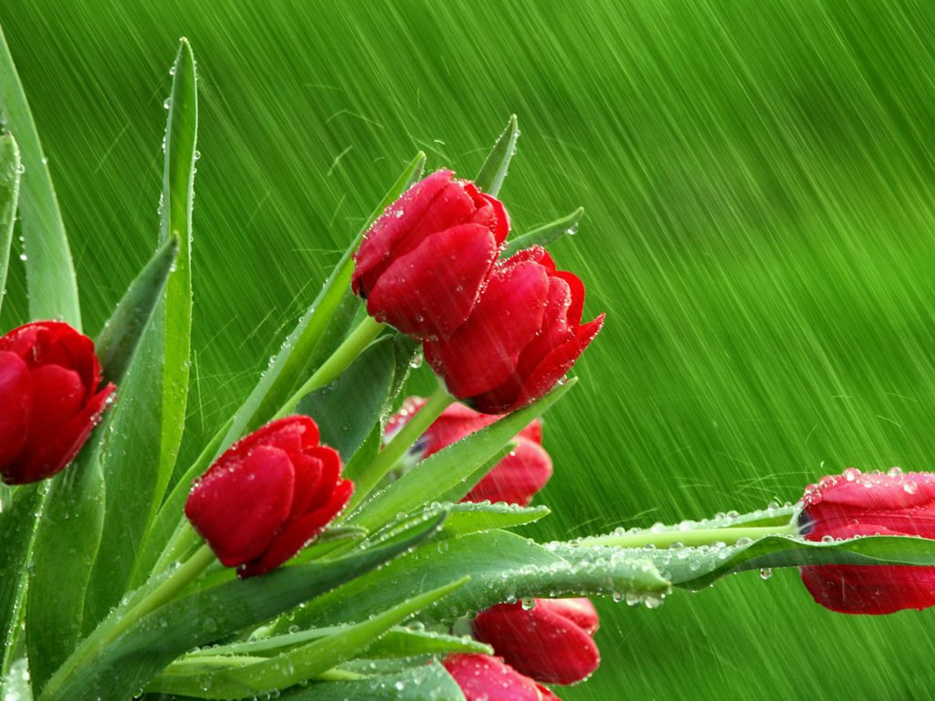 Обои капли, дождь, тюльпаны, drops, rain, tulips разрешение 1920x1200 Загрузить