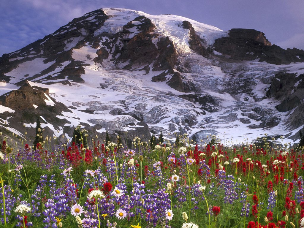 Обои цветы, горы, снег, луг, вершина, flowers, mountains, snow, meadow, top разрешение 1920x1200 Загрузить