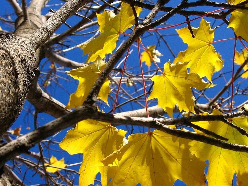 Обои листья, листва, осень, клен, leaves, foliage, autumn, maple разрешение 1920x1080 Загрузить