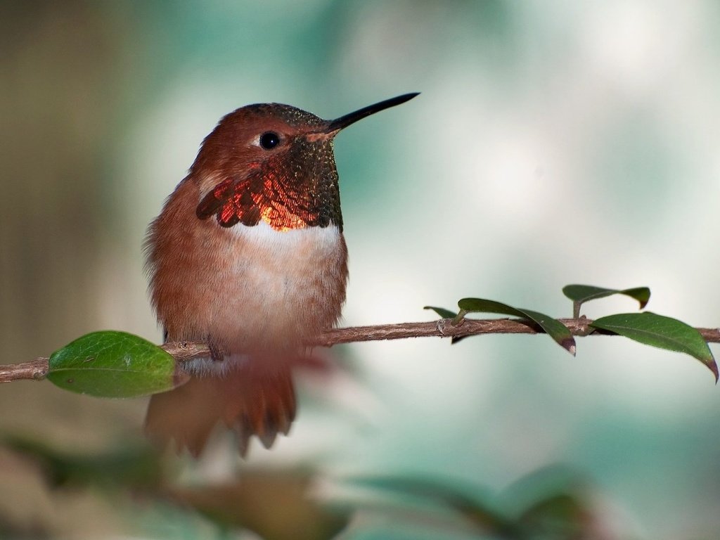 Обои птица, клюв, перья, калибри, охристый колибри, bird, beak, feathers, kalibri, buffy hummingbird разрешение 1920x1080 Загрузить