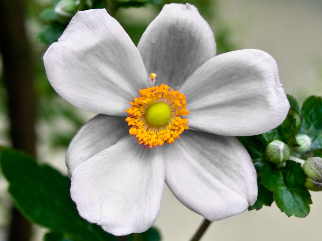 Обои цветок, лепестки, белый, растение, анемон, flower, petals, white, plant, anemone разрешение 1920x1200 Загрузить