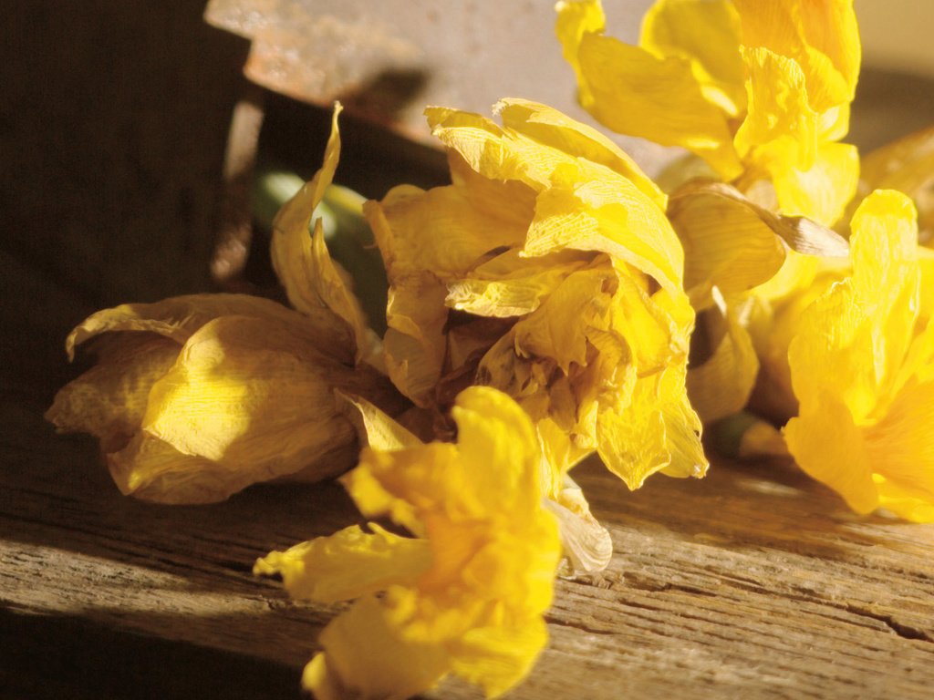 Обои цветы, бутоны, лепестки, нарциссы, желтые, flowers, buds, petals, daffodils, yellow разрешение 1920x1200 Загрузить