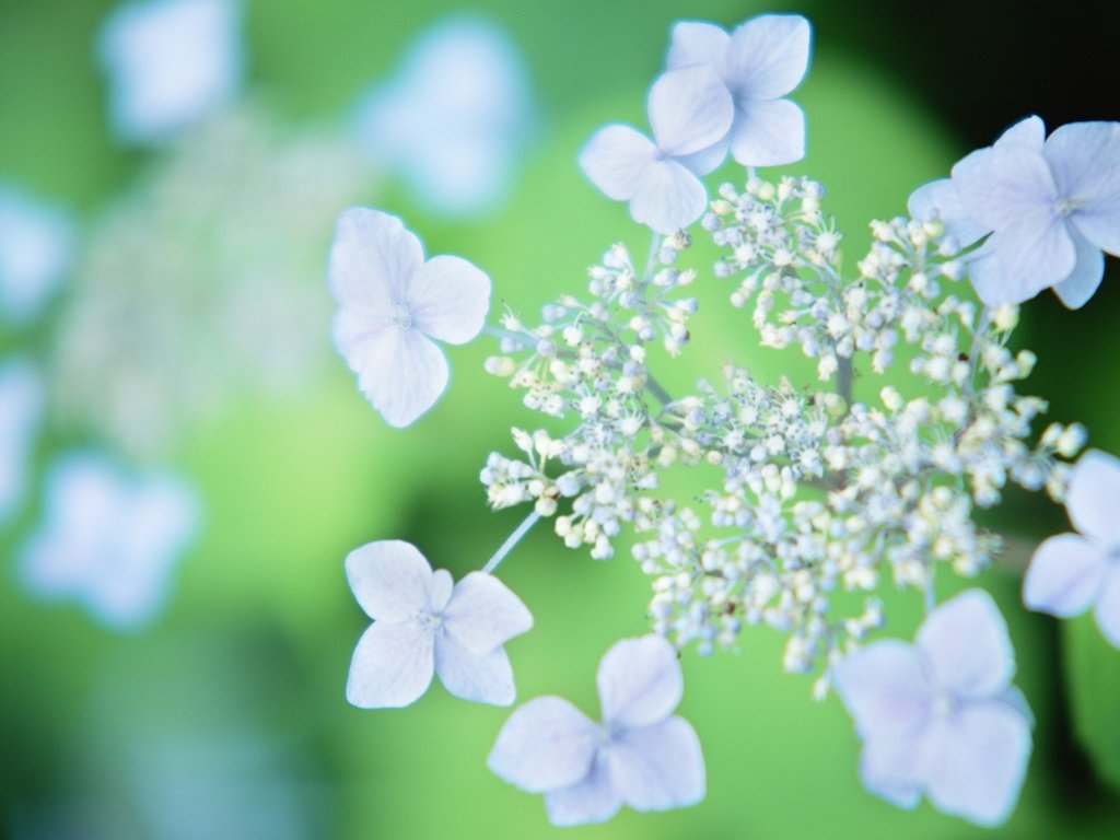 Обои цветы, гортензия, flowers, hydrangea разрешение 1920x1200 Загрузить