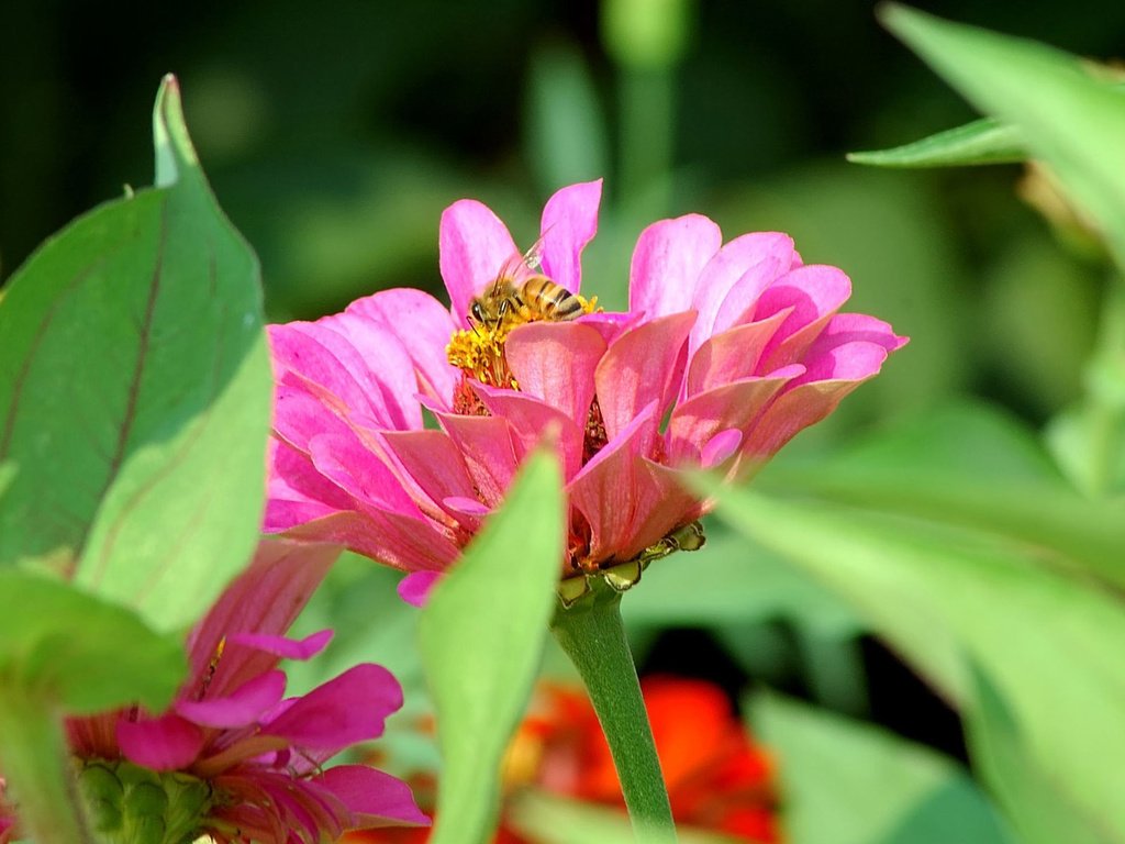 Обои цветы, насекомое, пчела, цинния, flowers, insect, bee, zinnia разрешение 1920x1200 Загрузить