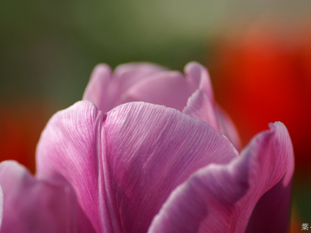 Обои бутон, тюльпан, bud, tulip разрешение 1920x1200 Загрузить