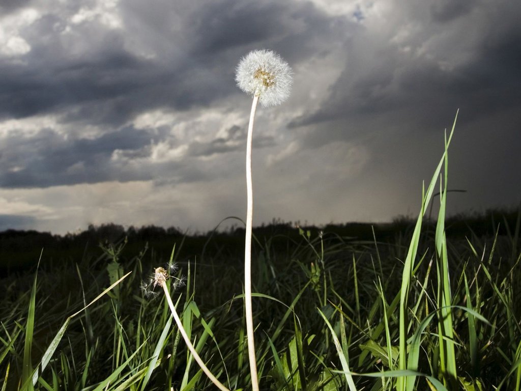 Обои трава, тучи, поле, стебли, одуванчики, пух, пушинки, былинки, grass, clouds, field, stems, dandelions, fluff, fuzzes, blade разрешение 1920x1200 Загрузить