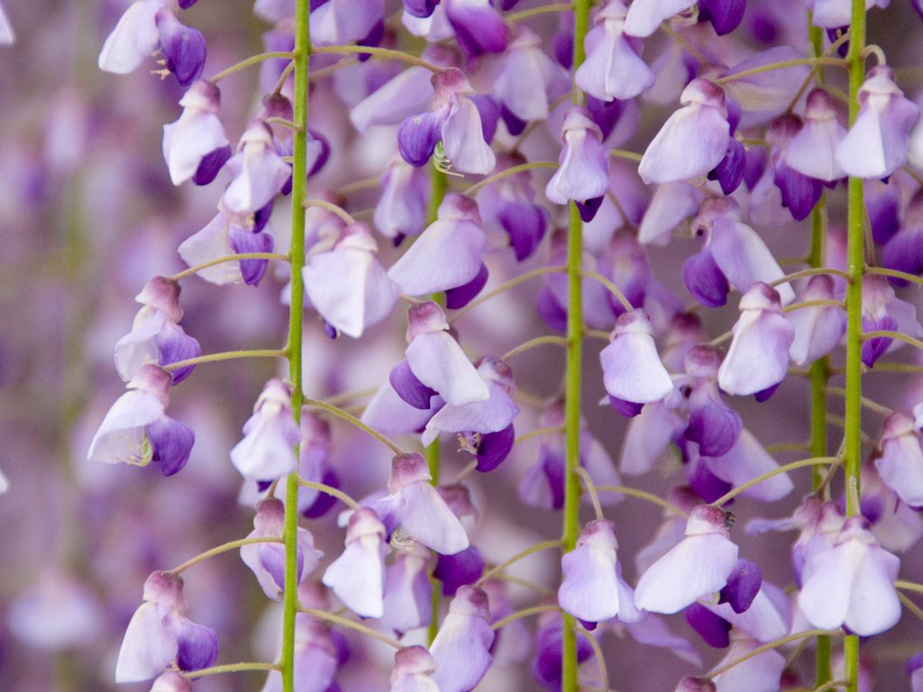 Обои цветы, цветение, крупным планом, глициния, вистерия, flowers, flowering, closeup, wisteria разрешение 1920x1200 Загрузить