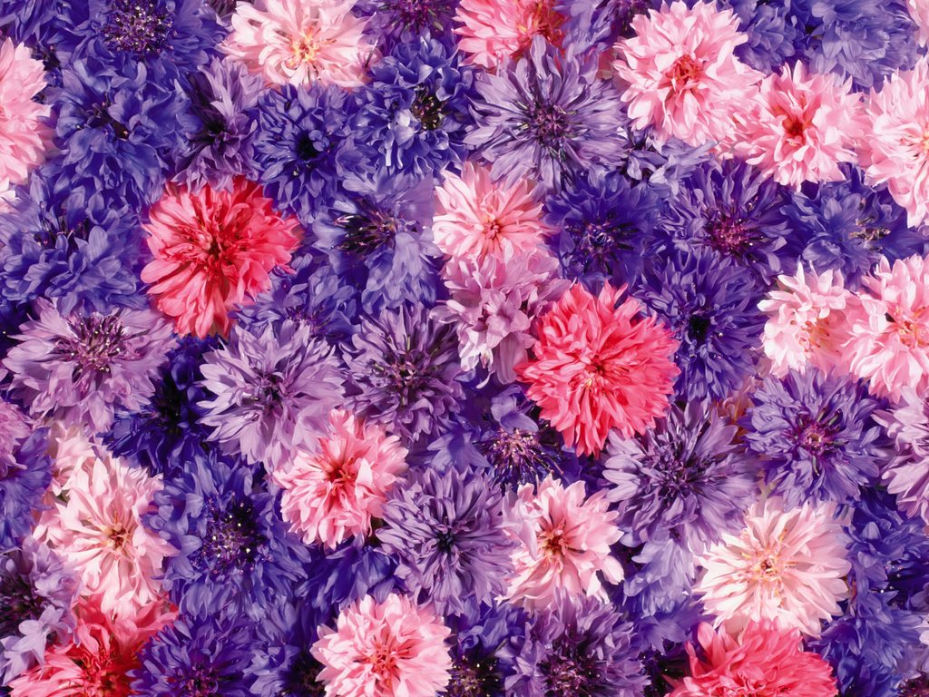 Обои цветы, flowers разрешение 1920x1200 Загрузить