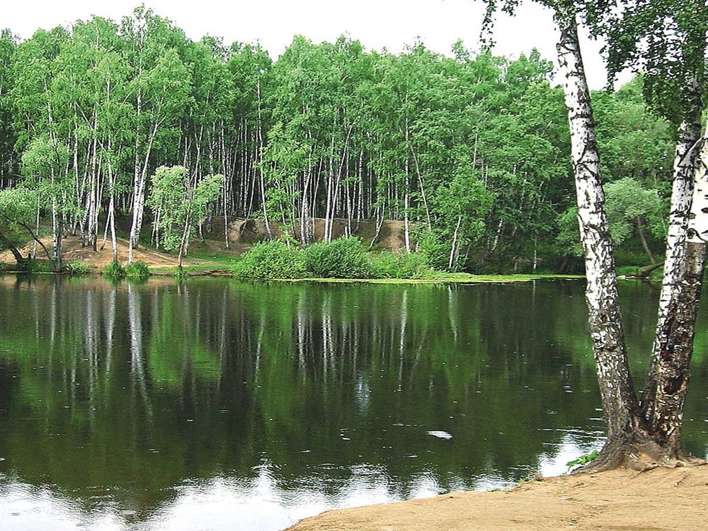 Обои озеро, лес, березы, lake, forest, birch разрешение 1920x1080 Загрузить