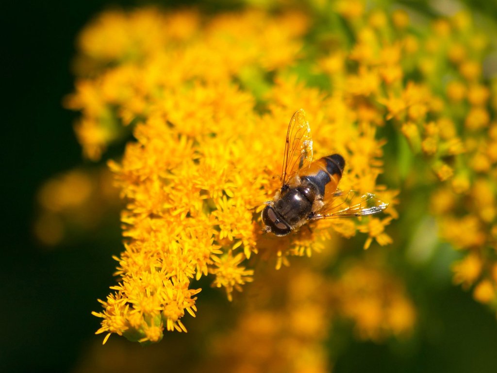 Обои цветы, макро, насекомое, желтые, муха, flowers, macro, insect, yellow, fly разрешение 1920x1200 Загрузить