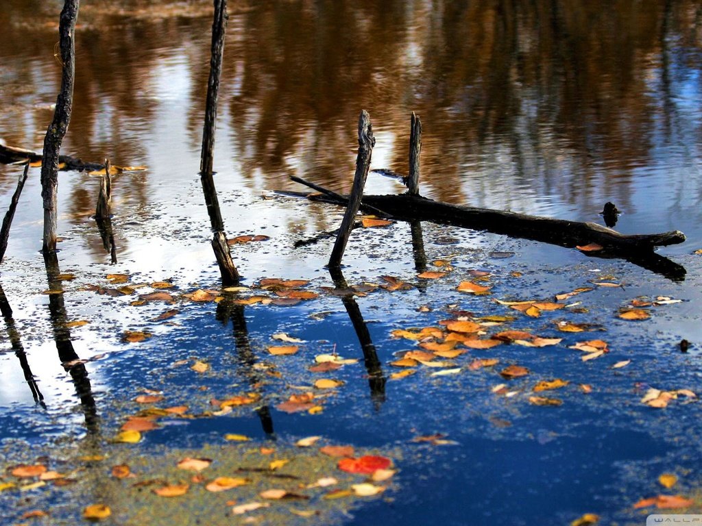 Обои река, природа, лес, листья, отражение, ветки, осень, river, nature, forest, leaves, reflection, branches, autumn разрешение 1920x1080 Загрузить