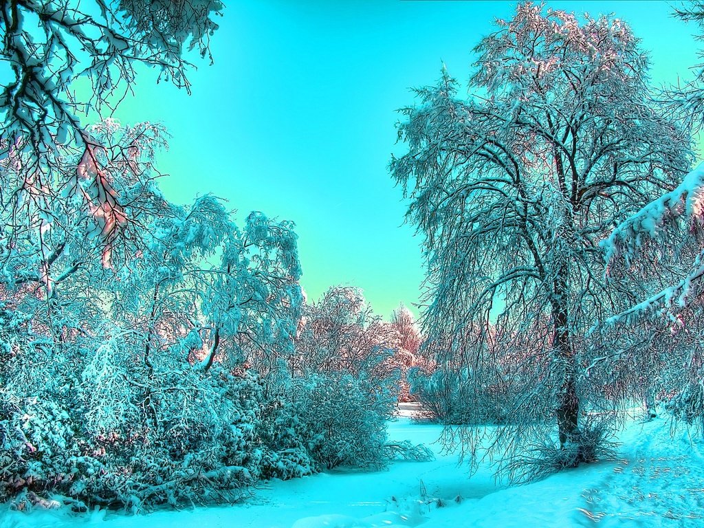 Обои снег, лес, зима, snow, forest, winter разрешение 2560x1600 Загрузить